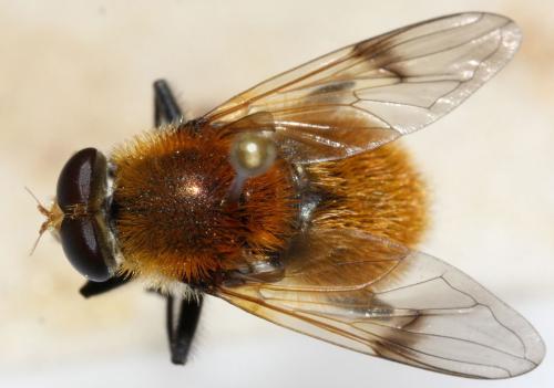 Sericomyia superbiens