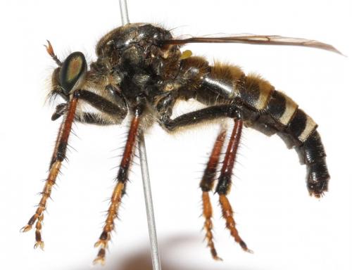 Réf. 90 702 : Cyrtopogon pyrenaeus