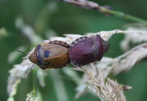 Réf. 90 757 : Eurygaster testudinaria