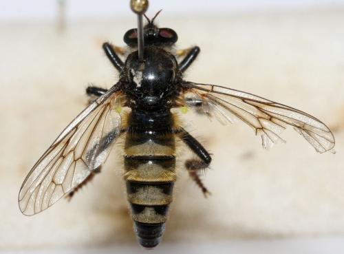 Réf. 90 701 : Cyrtopogon pyrenaeus