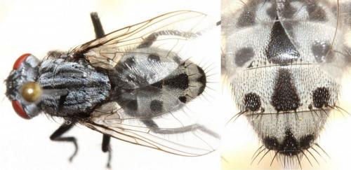 Réf. 90 650 : Wohlfahrtia magnifica