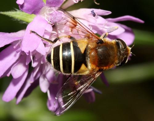 Eristalis jugorum