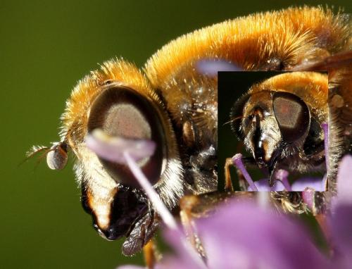 Eristalis jugorum