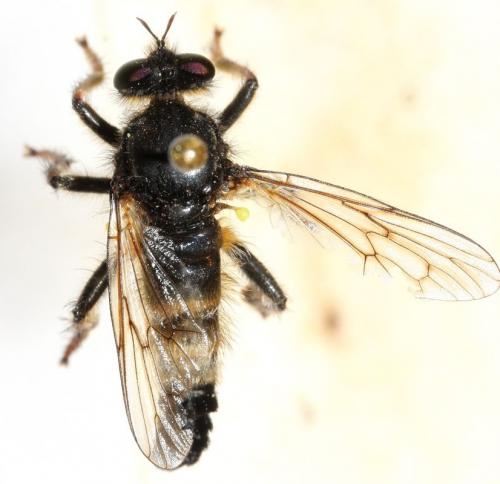 Réf. 90 703 : Cyrtopogon pyrenaeus