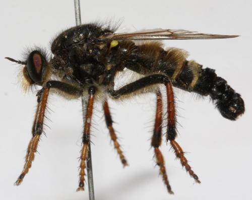 Réf. 90 704 : Cyrtopogon pyrenaeus