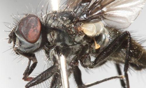 Réf. 90 462 : Spilogona dispar