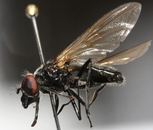 Cheilosia personata