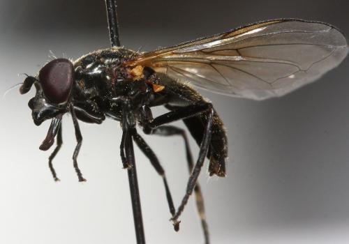 Cheilosia personata