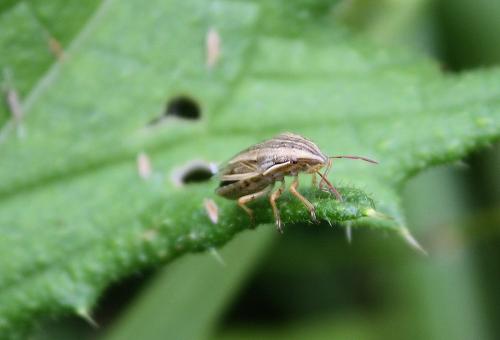 Aelia acuminata