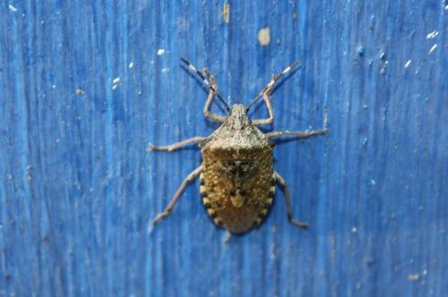 Rhaphigaster nebulosa