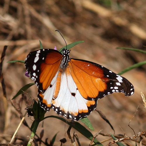 Réf. 90 237 : Danaus sp.