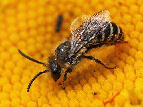Réf. 90 871 : Colletes sp.