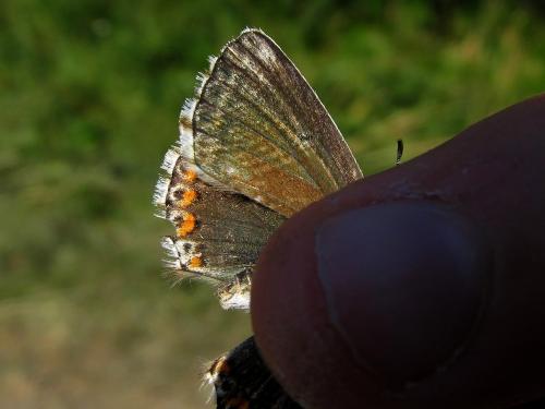 Polyommatus coridon