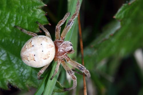 Larinioides cornutus