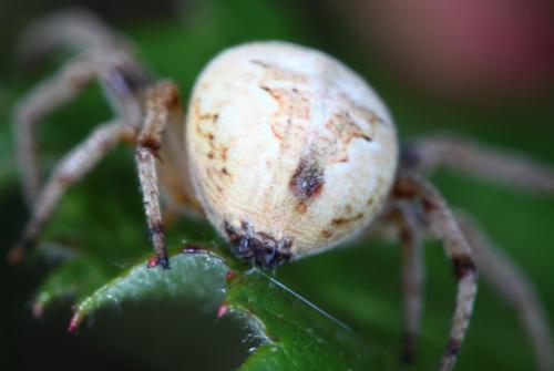 Larinioides cornutus