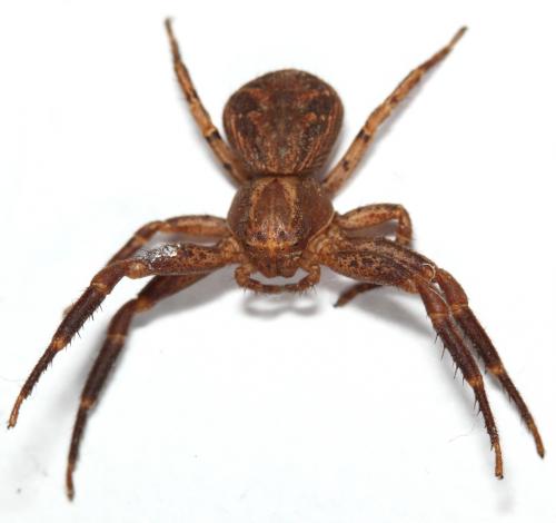 Xysticus kochi
