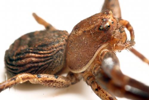 Xysticus kochi