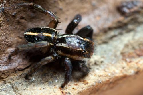 Réf. 90 038 : Phlegra bresnieri