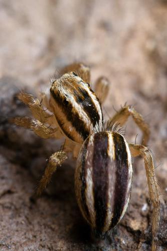 Phlegra bresnieri
