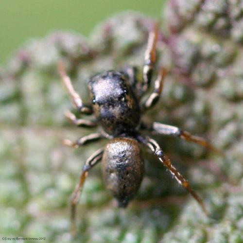 Réf. 90 982 : Heliophanus auratus