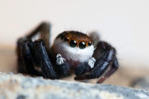 Phlegra bresnieri