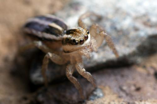 Phlegra bresnieri