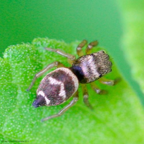 Heliophanus tribulosus