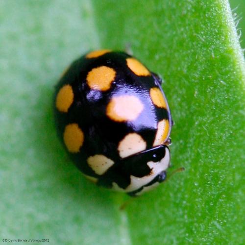 Réf. 90 985 : Coccinula quatuordecimpustulata