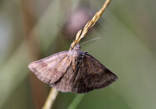 Phytometra viridaria