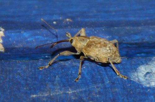Réf. 90 531 : Curculio elephas