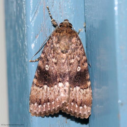 Amphipyra pyramidea