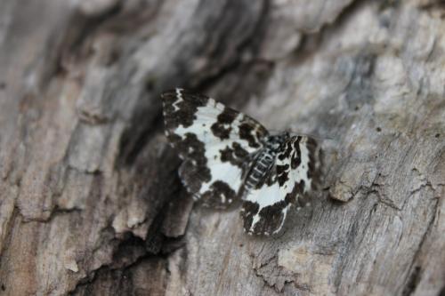 Réf. 90 696 : Rheumaptera hastata