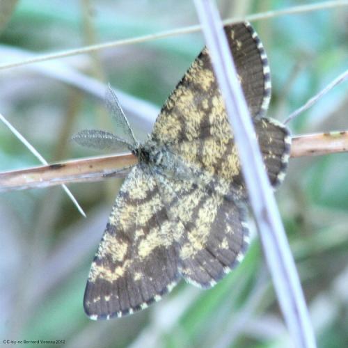 Ematurga atomaria