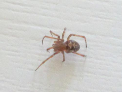 Steatoda triangulosa
