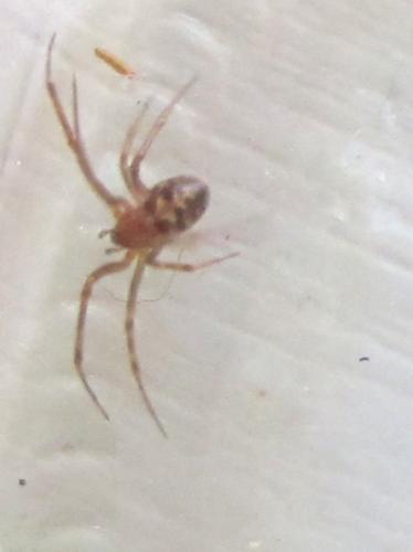 Steatoda triangulosa