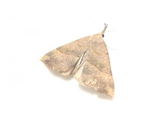 Hypena proboscidalis