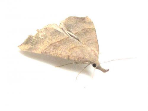 Réf. 90 886 : Hypena proboscidalis