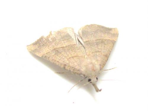 Hypena proboscidalis