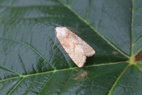 Réf. 90 693 : Dicycla oo