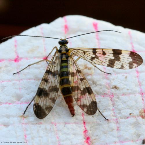 Panorpa vulgaris