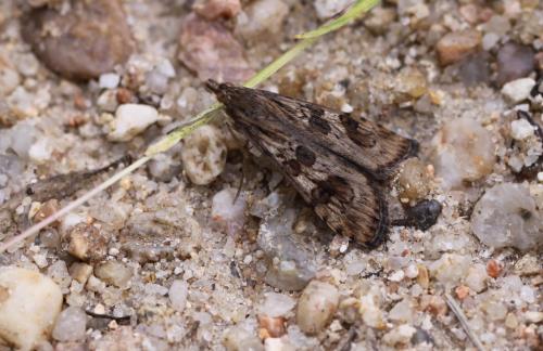 Nomophila noctuella