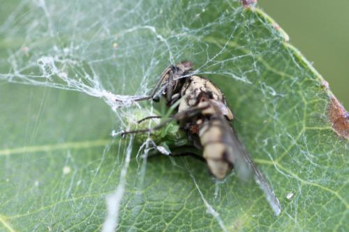 Réf. 90 113 : Nigma walckenaeri