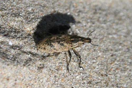 Réf. 90 373 : Cleonis pigra