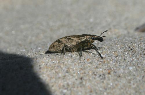 Réf. 90 374 : Cleonis pigra
