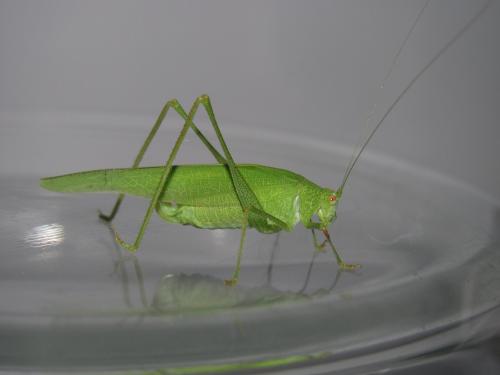 Réf. 90 112 : Phaneroptera nana