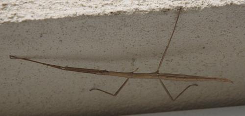 Clonopsis gallica