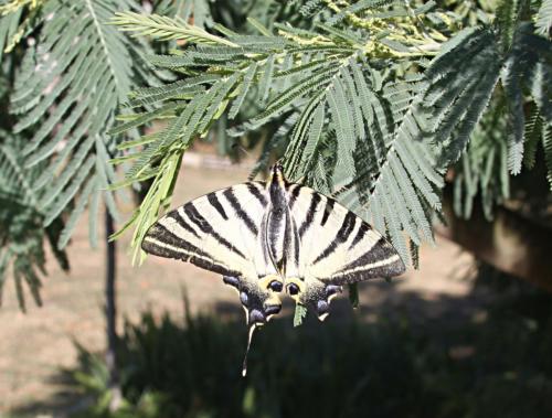 Réf. 90 769 : Iphiclides podalirius
