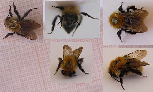 Bombus pascuorum