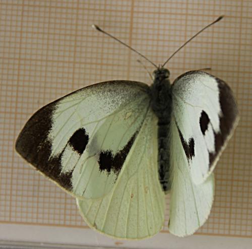Réf. 90 772 : Pieris brassicae
