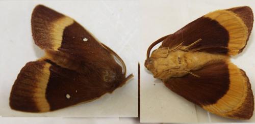 Lasiocampa quercus